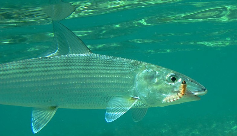 Mike`s Secret Bonefish Flies